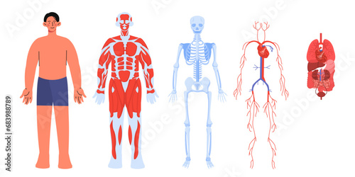 Body anatomy vector set