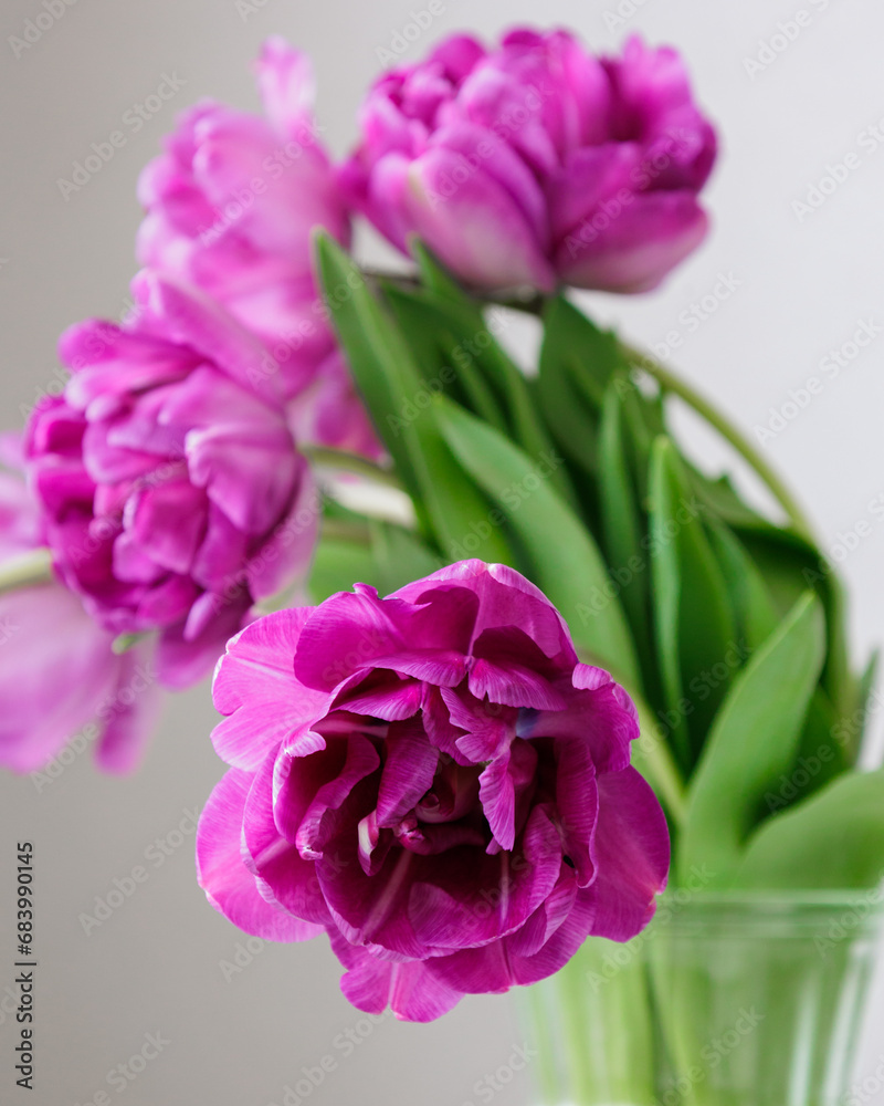 Close up of bouquet of dark red lilac tulips in glass vase on light background. flower bouquet in vase on table. Gift interior decoration. florist, decorator. Flower shop.