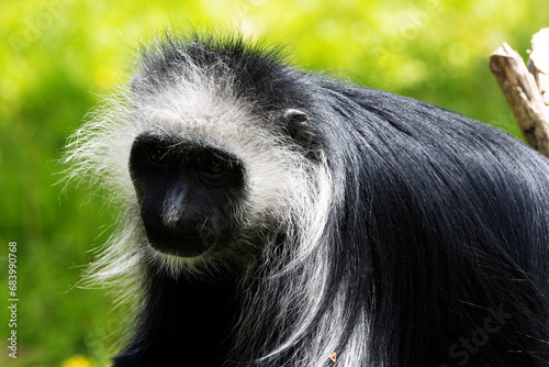 close up of the head of a king colobus monkey (Colobus polykomos) with a natural green background photo