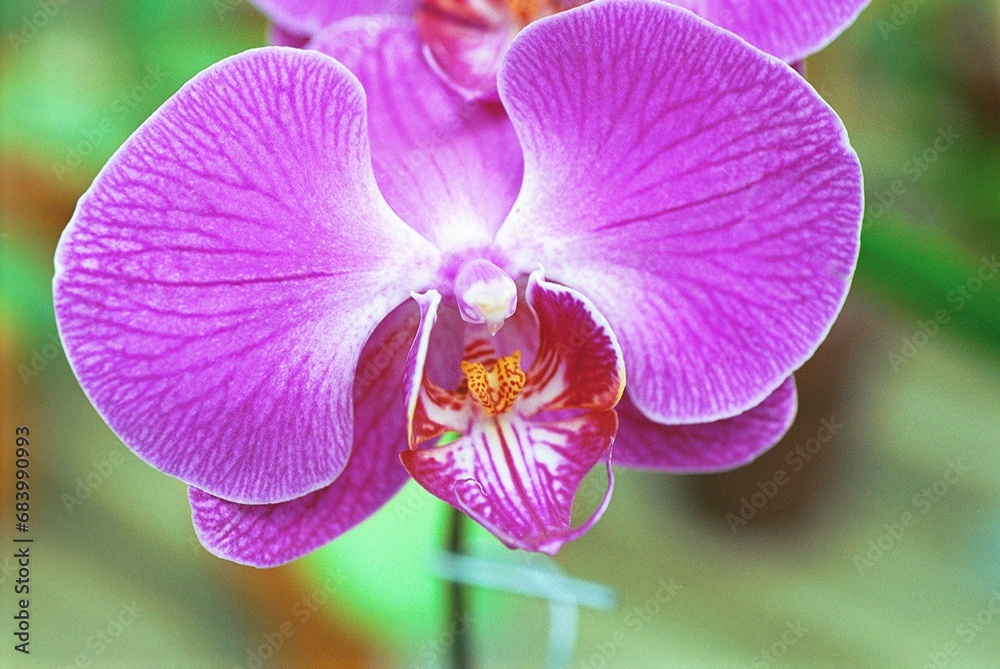 Fototapeta premium Phalaenopsis sp. - Moth Orchid 