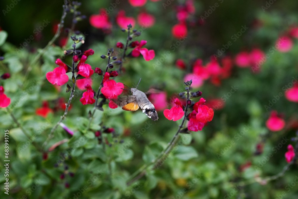 Hummingbird Hawk-moth (Macroglossum stellatarum) feeding from bright red flowers on a natural background