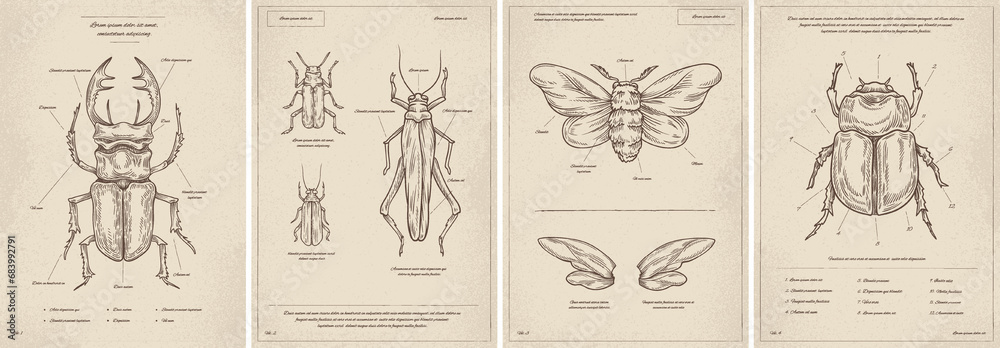 Vintage Insects posters vector set