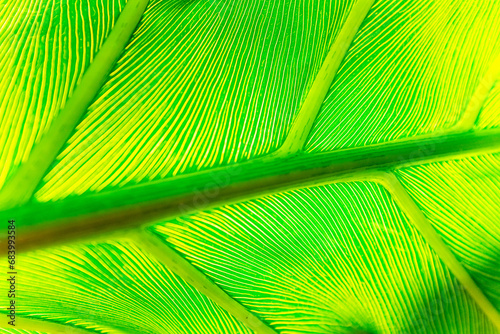 Close up of a green palm leaf with light shining through