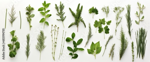 Discover the Magic of Fresh Herbs: Enhance your Culinary Adventure! Generative AI