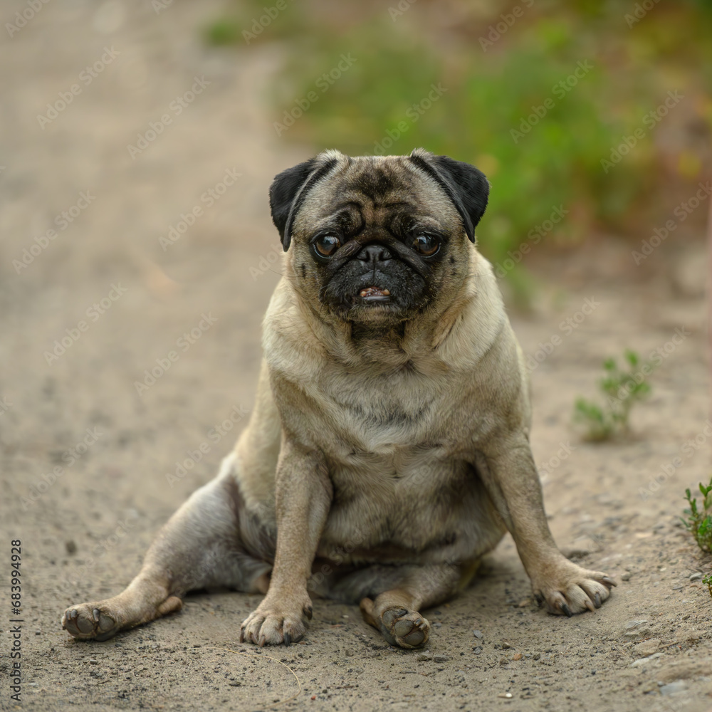 pug sits on the path in the village in summer 1