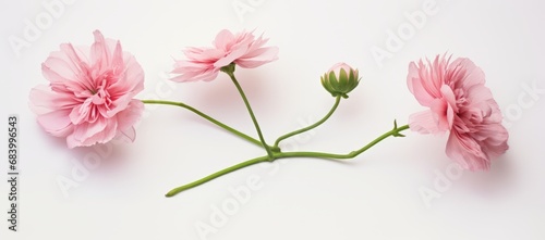 Unveiling the Delicate Beauty: Twin Pink Blooms Captured on White Background Generative AI photo
