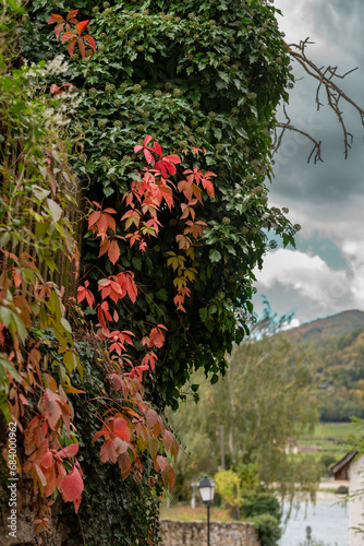 Red leaves against greenery