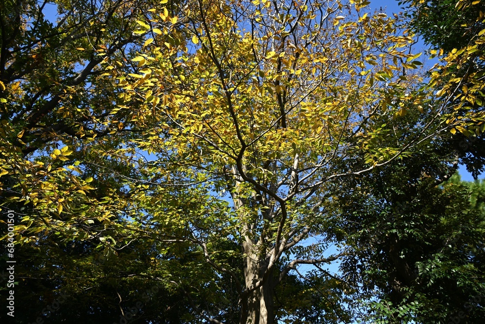 Chonowski's hornbeam ( Carpinus tschonoskii ) yellow leaves and ripe fruit spikes. Betulaceae deciduous tree. The fruit is a nut that ripens around October. Chonowski's hornbeam ( Carpinus tschonoskii ) yellow leaves and ripe fruit spikes. Betulaceae deciduous tree. The fruit is a nut that ripens around October.