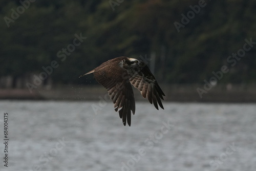 osprey is hunting a fish