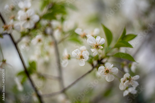 tree blossom