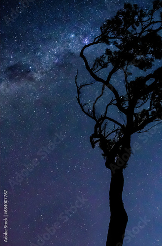 tree in the night with milky way