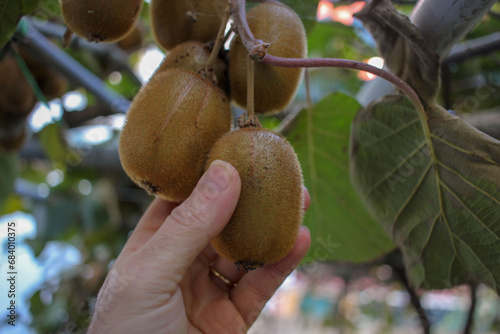 harvesting kiwis in my orchard
