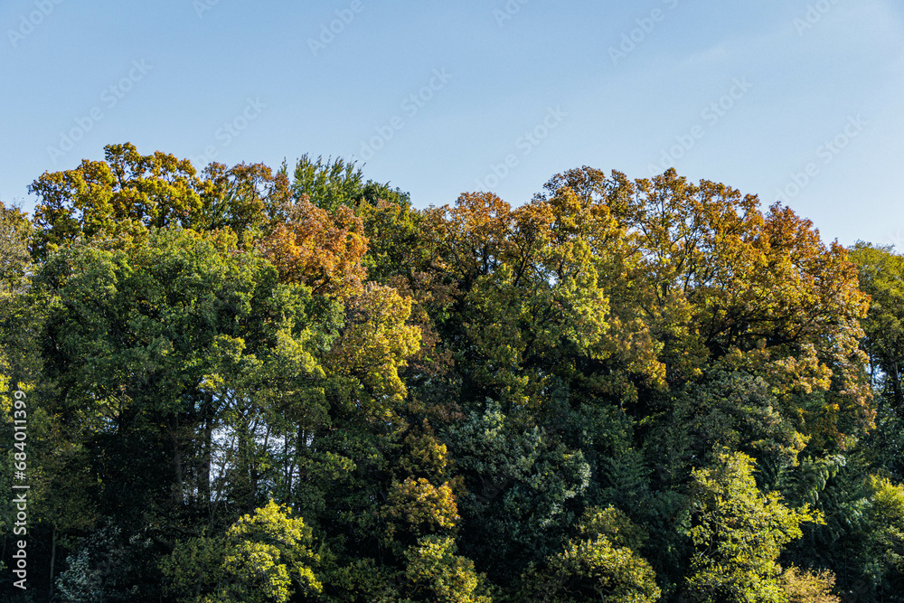 紅葉で色づく秋の公園