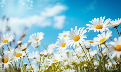Breathtaking Field of Daisies Against the Backdrop of a Vivid Blue Sky Generative AI