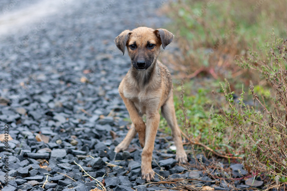 Small dog standing on the road. Portrait photo of a dog.