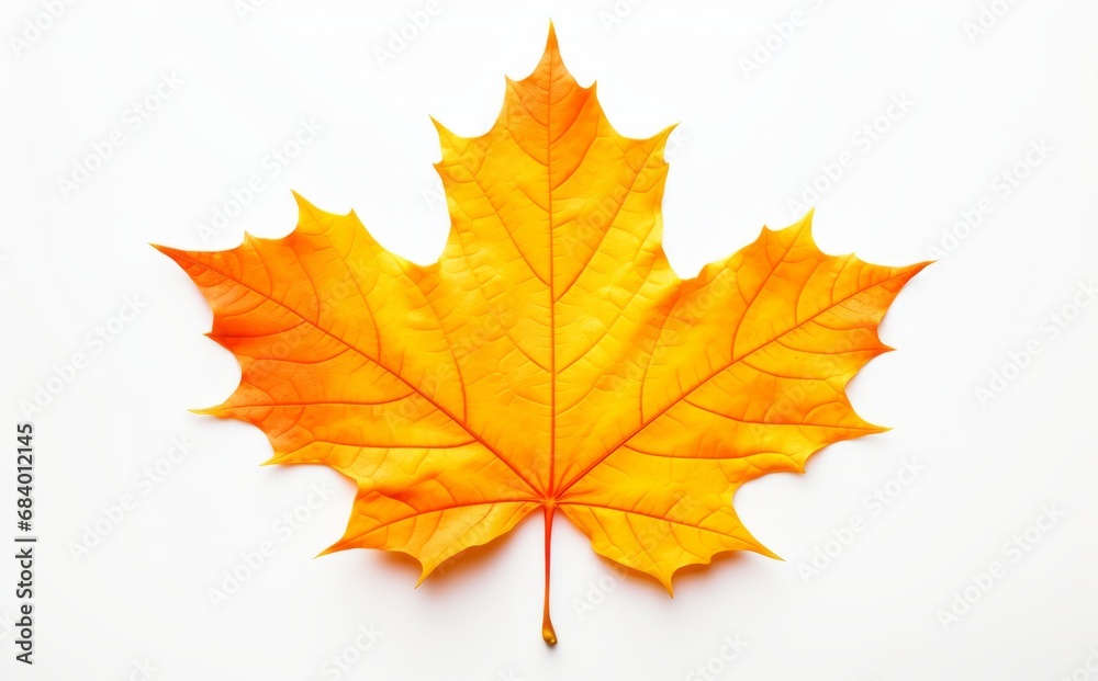 Exquisite Solitary Autumn Maple Leaf - The Unseen Beauty of Nature Generative AI Exquisite Solitary Autumn Maple Leaf - The Unseen Beauty of Nature Generative AI