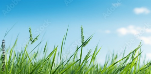 Vivid Tranquility  A Stunning View of Verdant Grass Meeting Azure Sky Generative AI