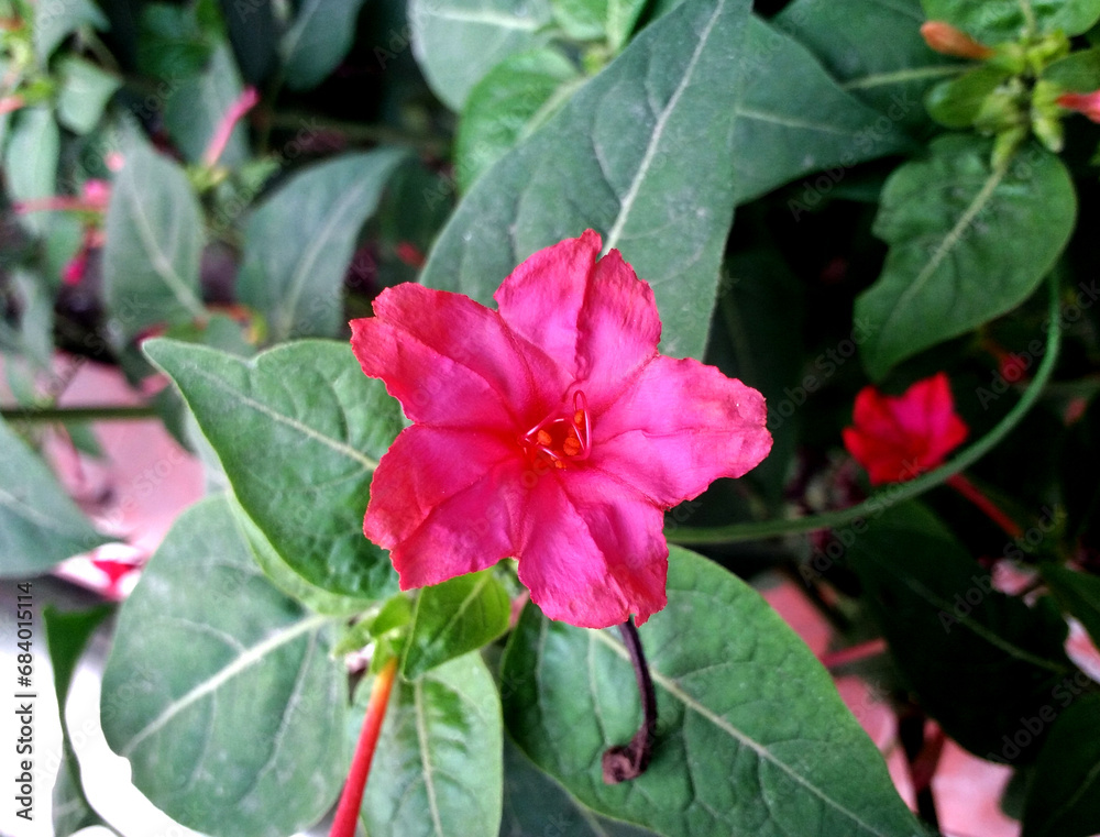 Mirabilis jalapa Marvel of Peru – strongly scented funnel-shaped deep pink flowers with ruffled petals, four o'clock flower Mirabilis jalapa Marvel of Peru – strongly scented funnel-shaped deep pink flowers with ruffled petals, four o'clock flower