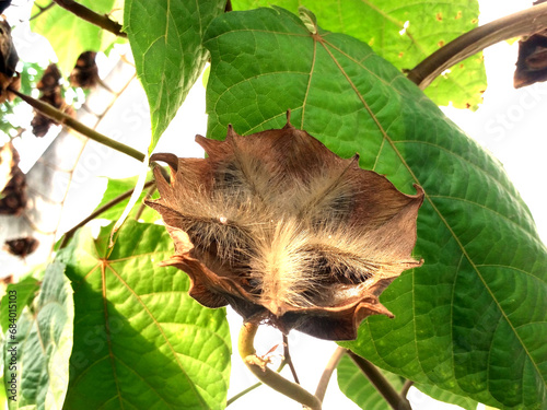 Devil's Cotton plant open seed pod. It is brown color and ripe. It is also known as ghost cotton plant with scientific name Abroma augusta. photo