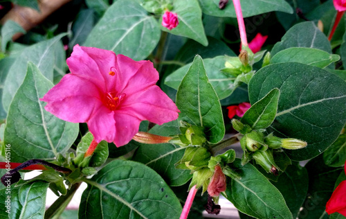 Mirabilis jalapa Marvel of Peru – strongly scented funnel-shaped deep pink flowers with ruffled petals, four o'clock flower