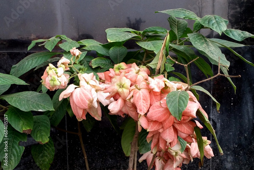 Mussaenda erythrophylla is an evergreen West African shrub. Also called as Dona Queen, Sirikit Flower or Mussaenda philippica,  Donna Laz pink, Alicia Luz dark pink, Queen Siricket, Donna Aurora. photo