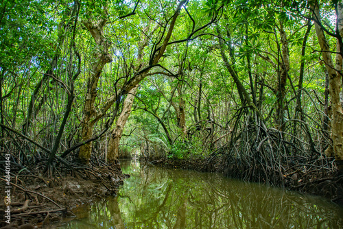 Mangrove forest and jungle river cruise, Ngerbekuu Nature Reserve, Ngiwal state, Palau, Pacific photo