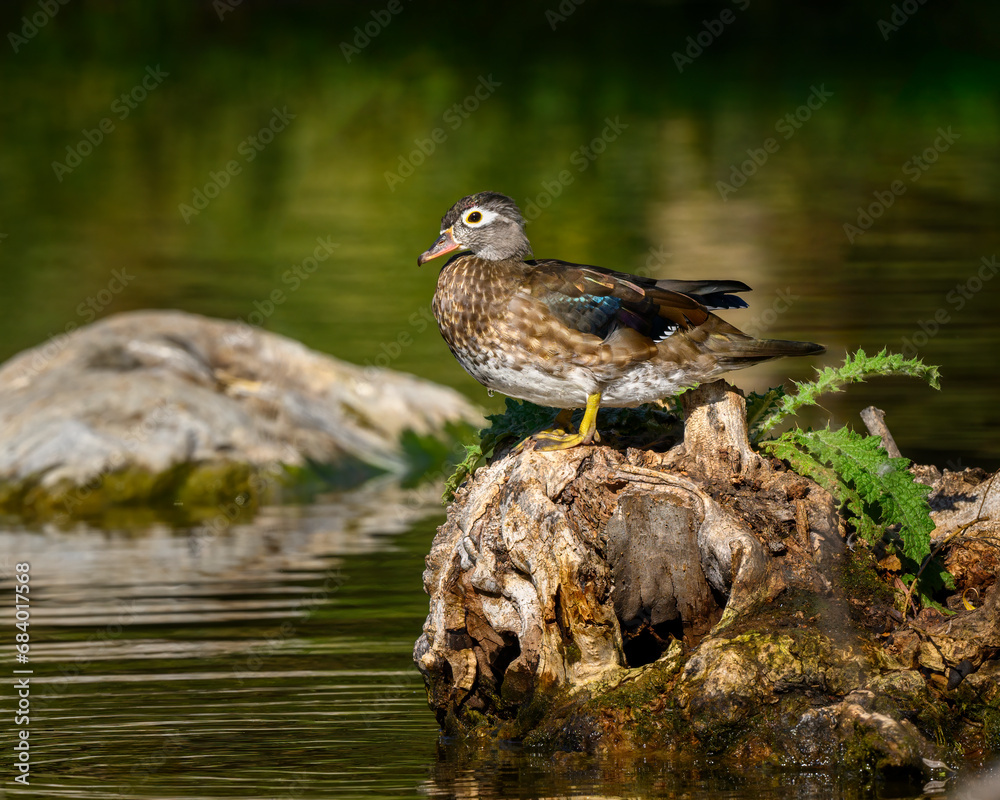 Female Wood Duck