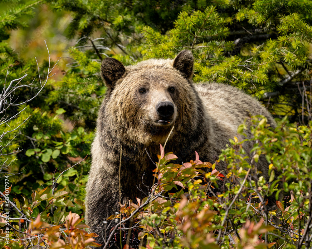 Fototapeta premium Grizzly Bear