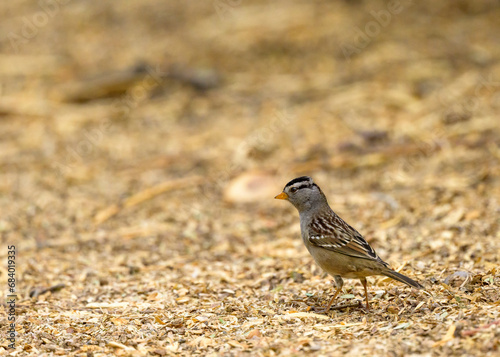 Photograph of a White Crowned Sparrow