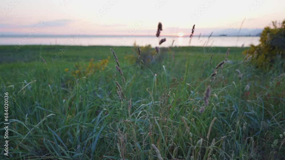 Serene Grass Field at Sunset with Distant Water View Serene Grass Field at Sunset with Distant Water View