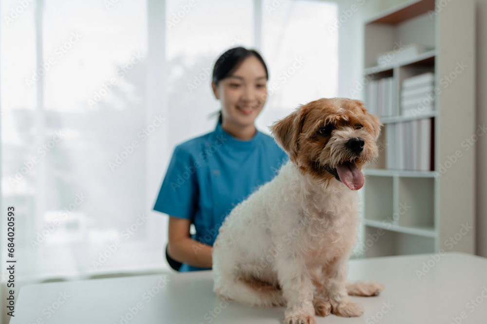 The dog's owner took the dog to the hospital to be examined by a veterinarian for the cause of his illness, There was a dog on the table and was thoroughly examined by the vet. The dog's owner took the dog to the hospital to be examined by a veterinarian for the cause of his illness, There was a dog on the table and was thoroughly examined by the vet.