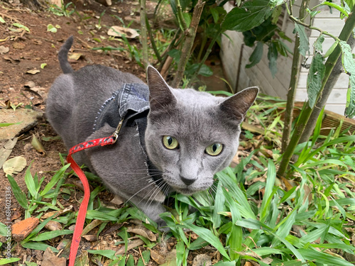 O gato Fumaça aventureiro photo