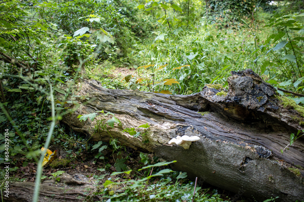 White Mushroom on Bark of a Fallen Tree with a Fly on It White Mushroom on Bark of a Fallen Tree with a Fly on It