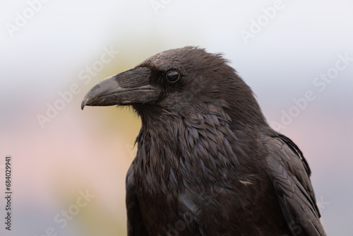 Portrait of a raven with a background of muted color from the landscape of Bryce Canyon Utah, USA on a cloudy day
