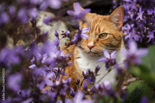 Orange tabby cat in a bed of purple campanula flowers