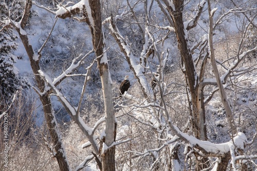 Currant Creek Wildlife, Bald Eagles