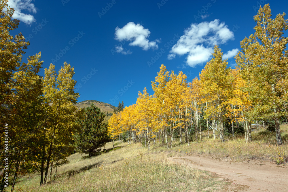 Aspen trees in fall colors in the Sangre De Cristo range on the Medano Pass primitive road in the Rocky Mountains in Colorado United States