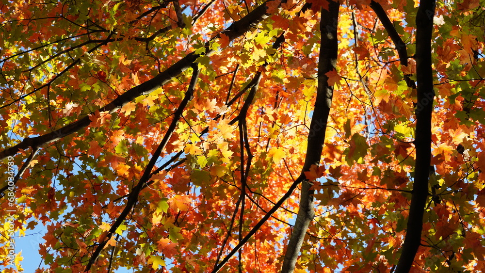 The colorful and beautiful leaves on the trees in autumn