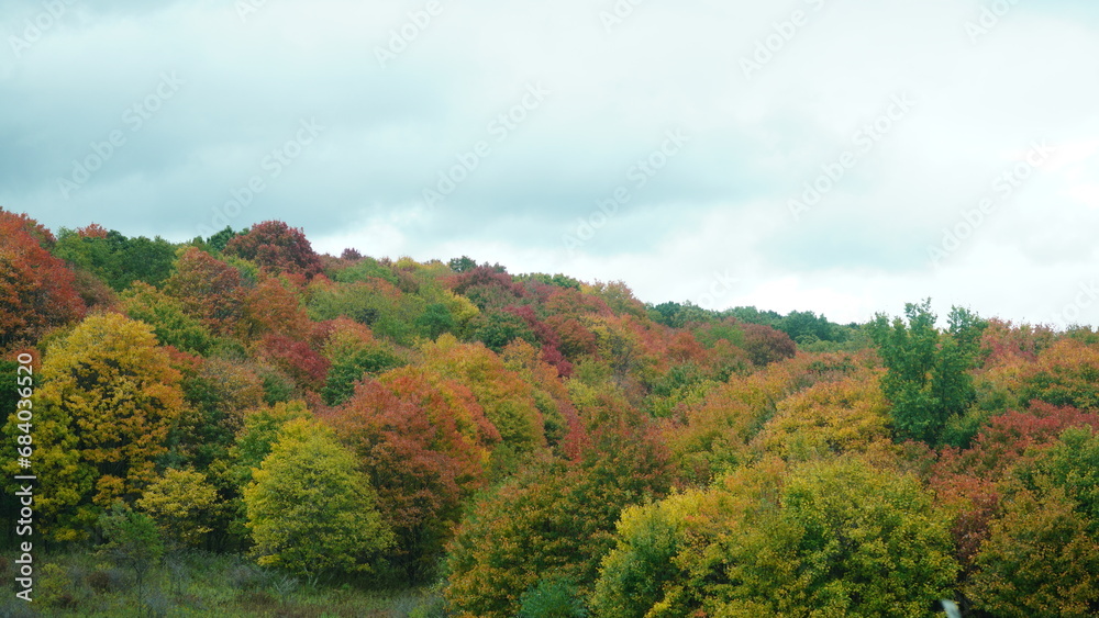 The colorful and beautiful leaves on the trees in autumn
