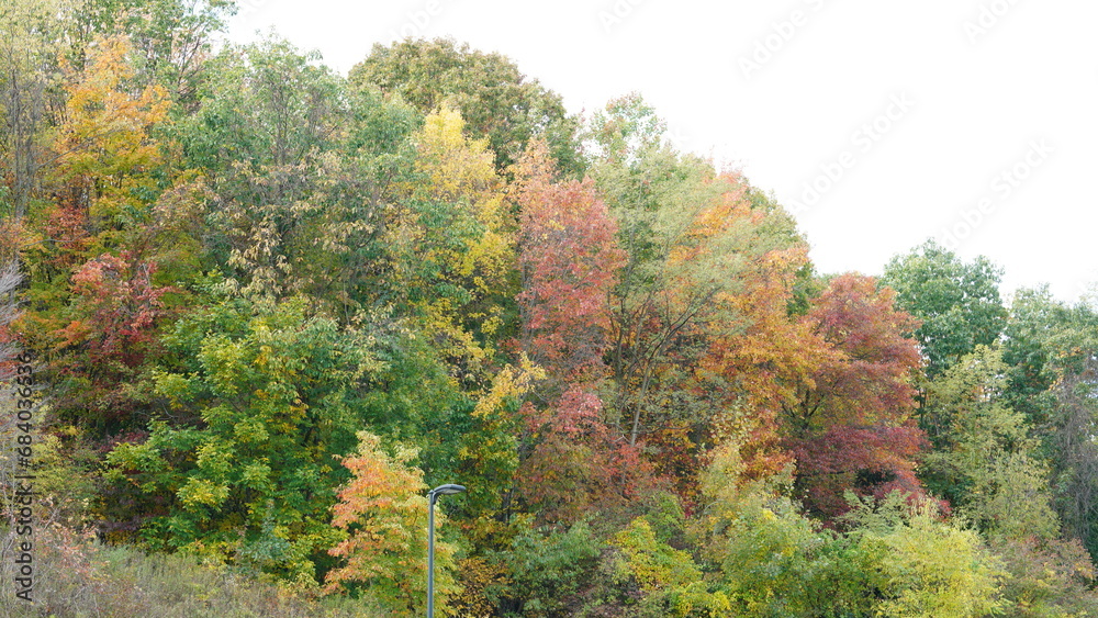 The colorful and beautiful leaves on the trees in autumn