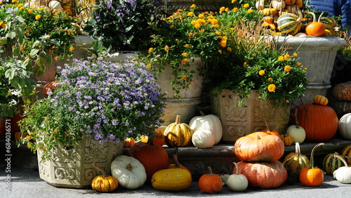 The flowers and pumpkins view for the halloween holiday