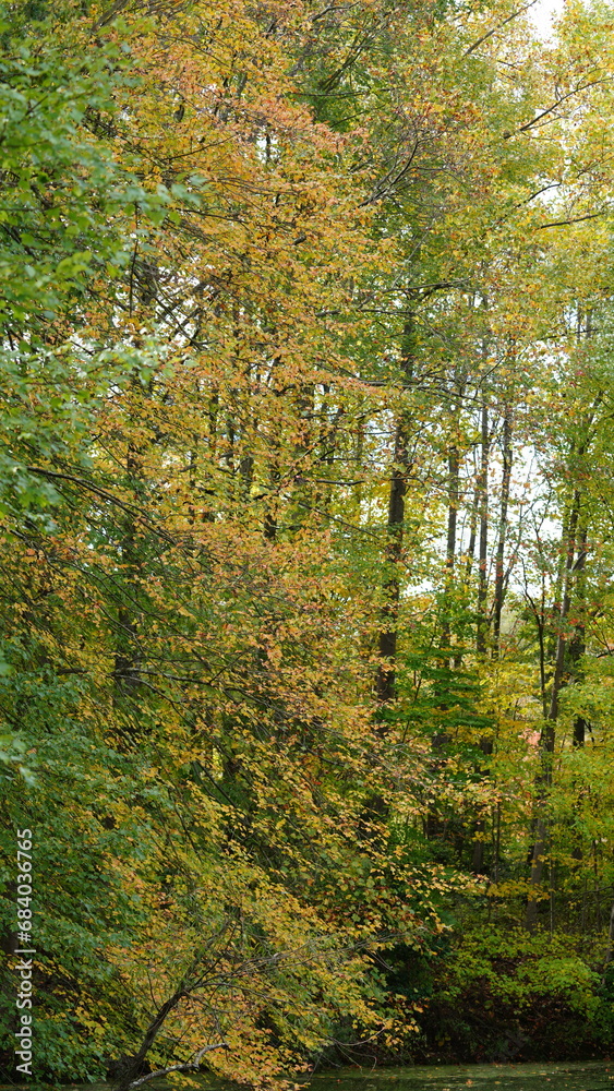Obraz premium The colorful and beautiful leaves on the trees in autumn