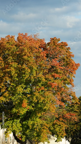 The colorful and beautiful leaves on the trees in autumn
