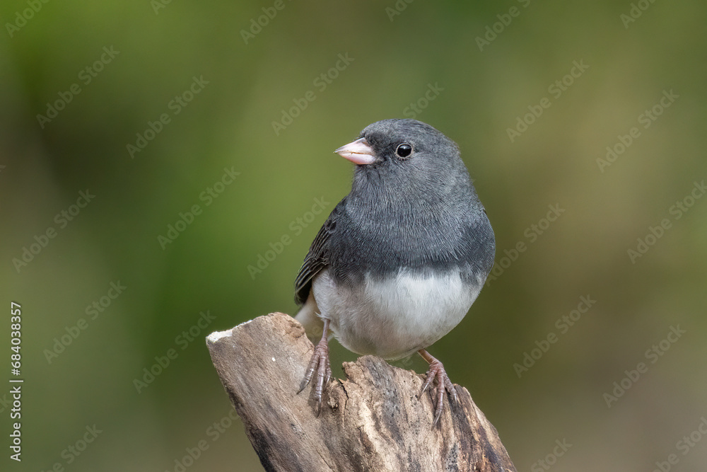 dark-eyed junco (Junco hyemalis)