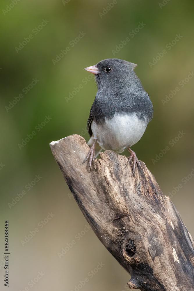 Obraz premium dark-eyed junco (Junco hyemalis)