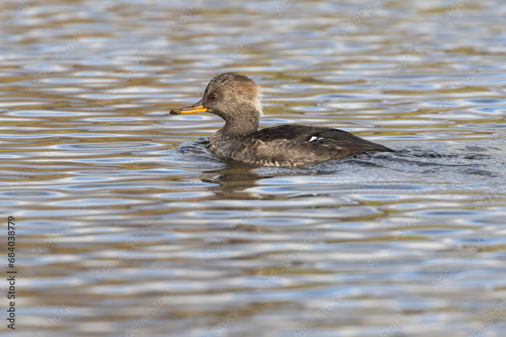 Hooded merganser (Lophodytes cucullatus) fishing in autumn Hooded merganser (Lophodytes cucullatus) fishing in autumn