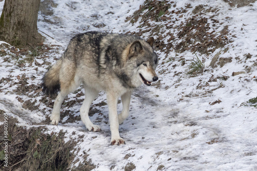 northwestern wolf  Canis lupus occidentalis  winter portrait