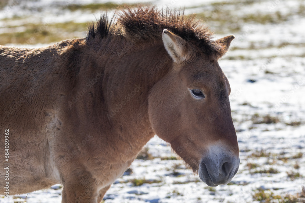 Equus (genus) visual data 6