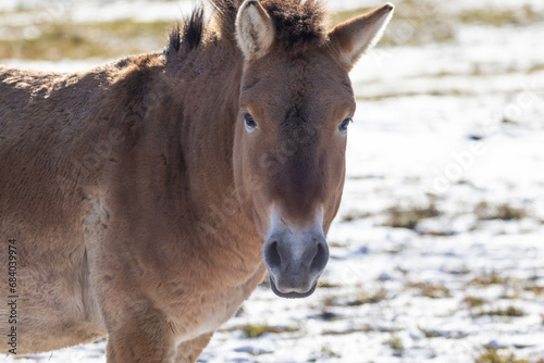 Przewalski's horse (Equus ferus przewalskii or Equus przewalskii ) Mongolian wild horse or Dzungarian horse in winter