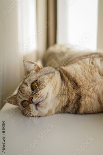 Portrait of a beautiful cat. Cute Cat Portrait. Happy Pet. Gray Scottish Straight cat sleeping.Home scene